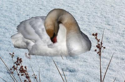 Tierrettung: Zwei Plastik-Schwäne im Eis festgefroren