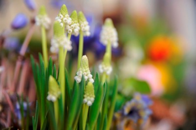 Gartenausstellung in Gießen