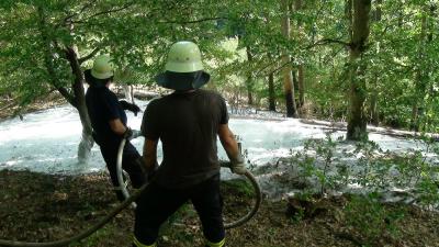 Erneuter Waldbrand in Asel