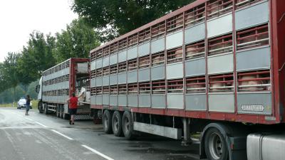 Defekter LKW – 200 Schweine ohne Wasser