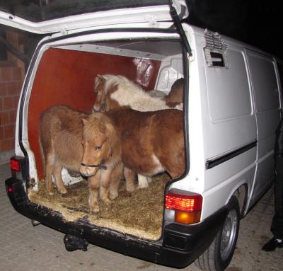 Ponys im VW-Bus auf der A3