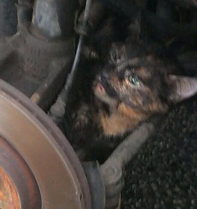 „Miau“ aus dem Motorraum – Odyssee durch Waschanlage