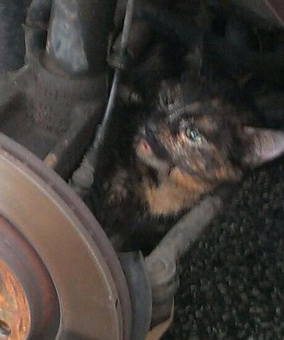 „Miau“ aus dem Motorraum – Odyssee durch Waschanlage