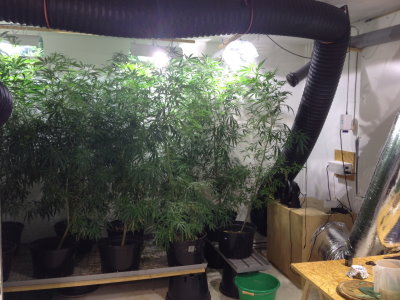 Über 500 Pflanzen – Cannabisplantage auf drei Stockwerken