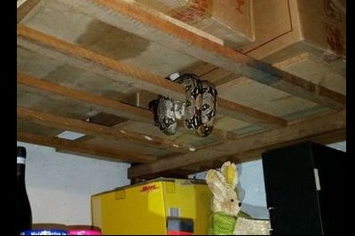 Kaiserboa im Keller –  Schlangen-Einsatz für die Berufsfeuerwehr