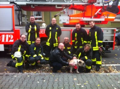 Dogge mit Drehleiter vom Dach gerettet