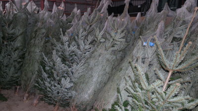 Sauerland in Istha – Die Nordmanntanne fürs Wohnzimmer