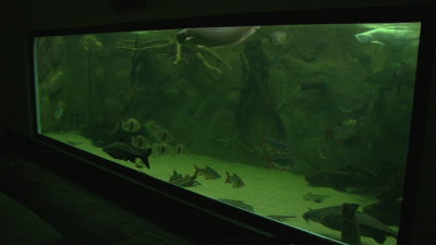 65.000 Liter Aquarium im Wohnhaus