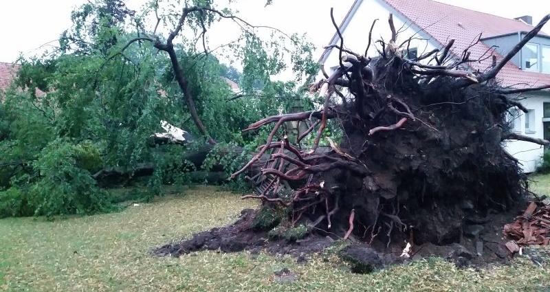 Unwetter über Nordhessen – 300 Jahre alte Linde kippte um