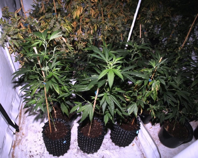 Marihuana-Plantage in Wohnung entdeckt