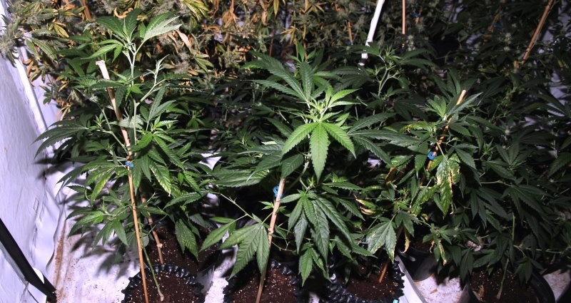Marihuana-Plantage in Wohnung entdeckt
