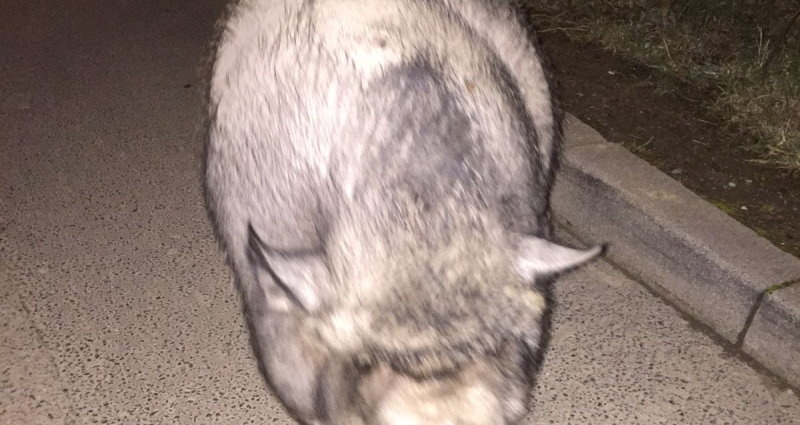 Einsatzkräfte hatten Schwein gehabt