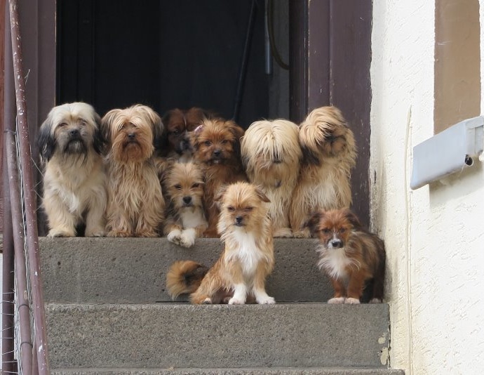 Animal Hoarding: Rund 70 Hunde aus Wohnhaus gerettet