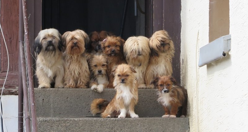 Animal Hoarding: Rund 70 Hunde aus Wohnhaus gerettet