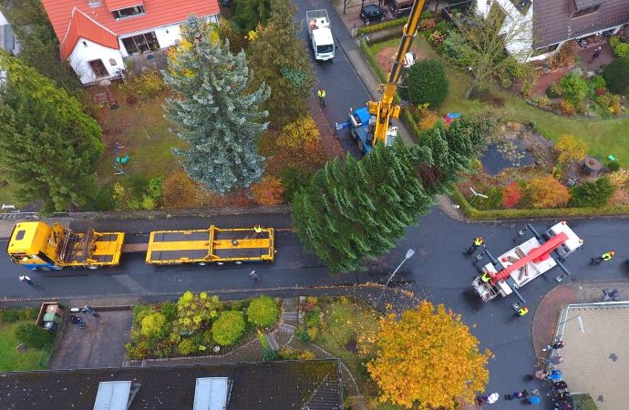 Niestetaler Baum wird zum Kasseler Weihnachtsbaum