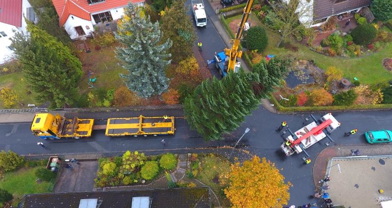 Niestetaler Baum wird zum Kasseler Weihnachtsbaum