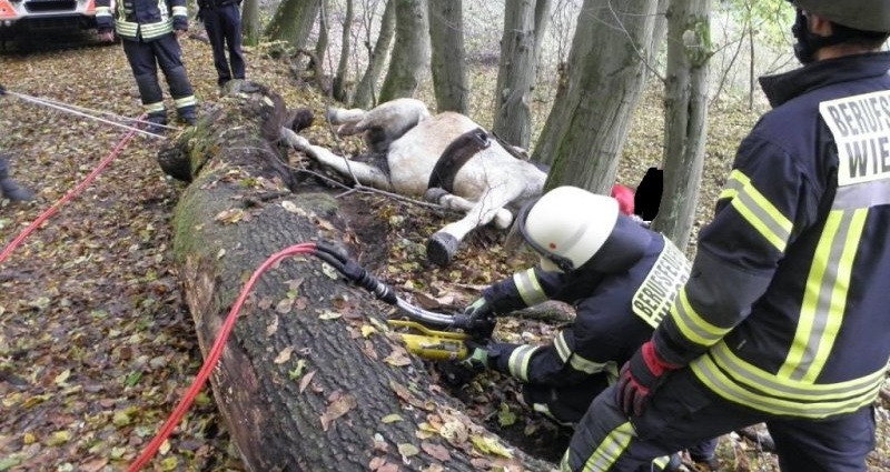 Wi: Pferd zwischen Bäumen eingeklemmt