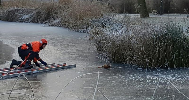 Ente gut, alles gut – Erster Einsatz mit „Happy End“