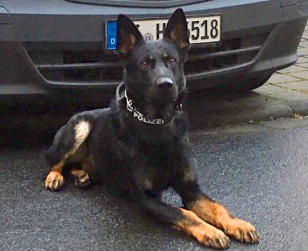 Polizei verfolgt Autodiebe durch Kassel – Polizeihund „Hancock“ spürt Männer im Hinterhof auf