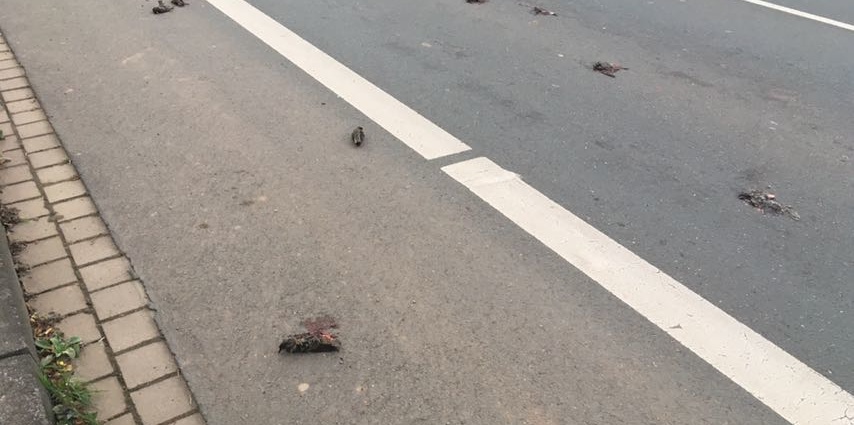Vogelschwarm fällt tot vom Himmel