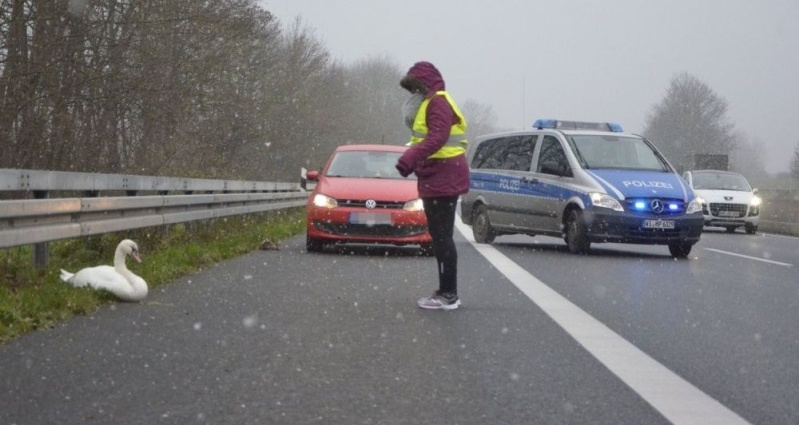 A49: Schwan machte auf Autobahn kurz Pause