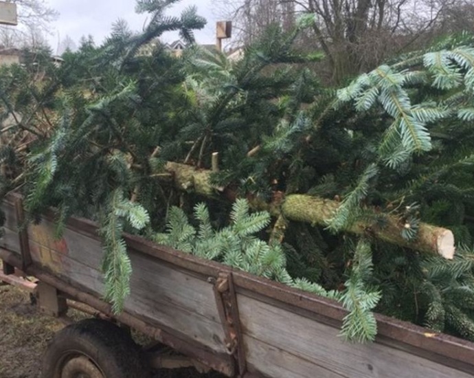 Weihnachtsbäume für Kirchen zerschnitten und teilweise geklaut