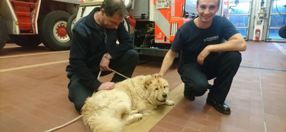 Hund im Zaun eingeklemmt – Feuerwehr hilft
