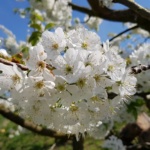 Kirschenland Witzenhausen – Die Kirschblüte blüht