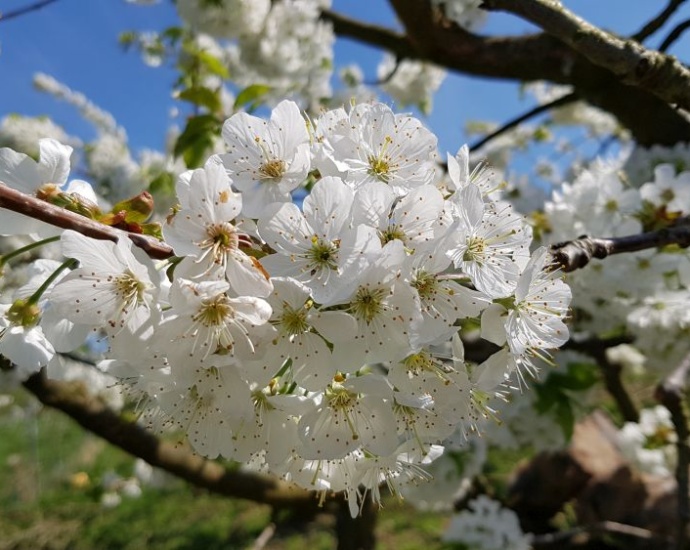 Kirschenland Witzenhausen – Die Kirschblüte blüht