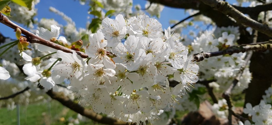 Kirschenland Witzenhausen – Die Kirschblüte blüht