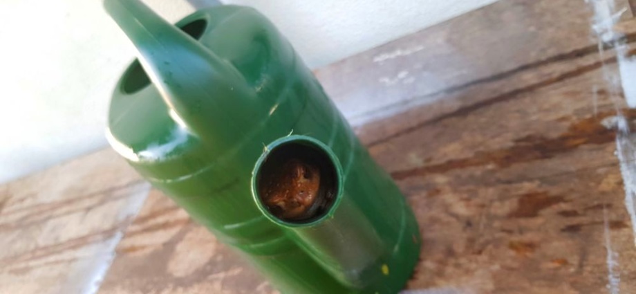 Frosch steckt in Gießkanne fest – Tierrettung im heimischen Garten