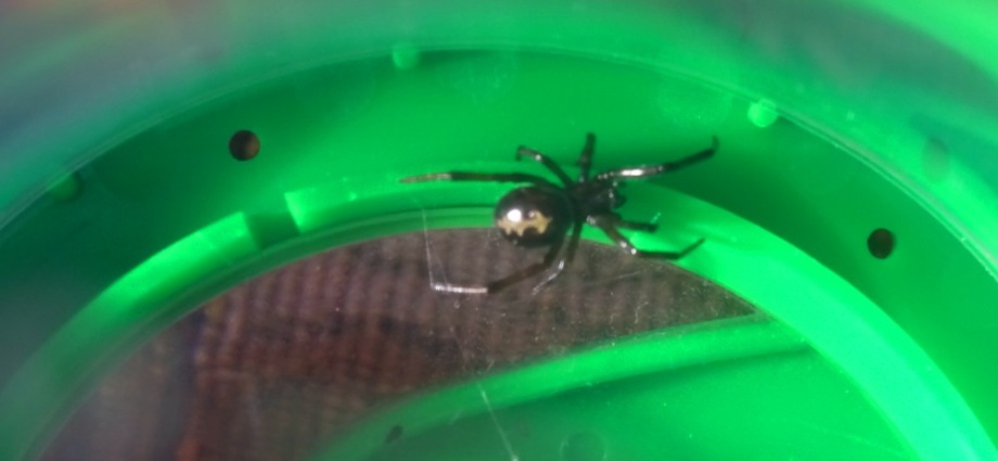 Baden-Württemberg: Exotische Spinne in Mannheimer Küche