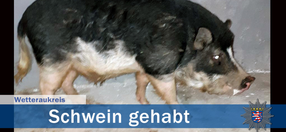 Hausschwein Frederick hielt Polizei in Mittelhessen auf Trab