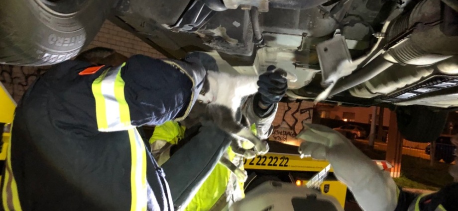 Wi: Feuerwehr befreit Katze aus Bodenblech