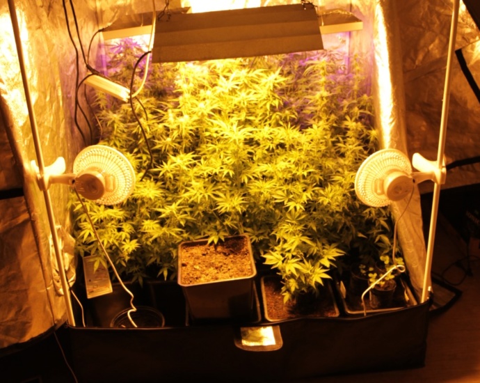 Polizei findet zwei Indoorplantagen im Schwalm Eder Kreis