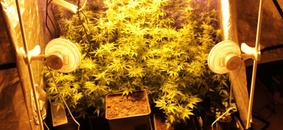 Polizei findet zwei Indoorplantagen im Schwalm Eder Kreis