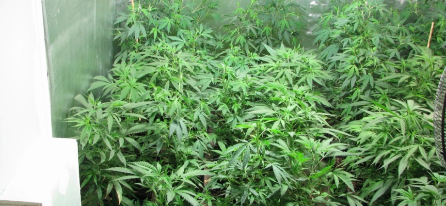200 Pflanzen: Polizei findet bei Wohnungsdurchsuchung Hanfplantage