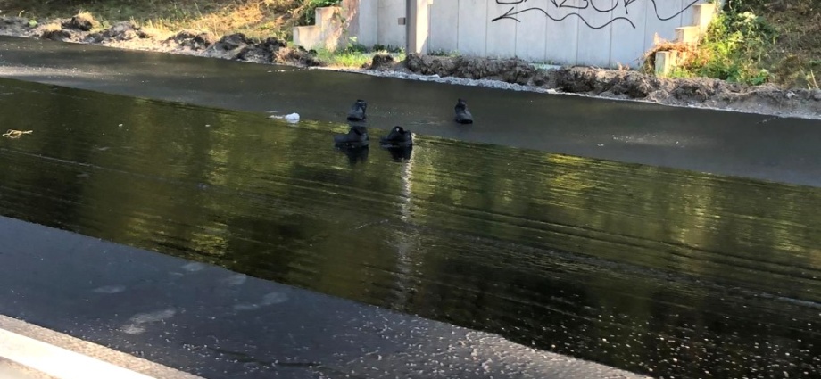 Tierrettung auf A5 – Dienstschuhe bleiben in Teer stecken