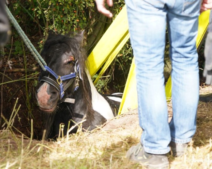 WOH: Pferd steckte im Schlamm fest