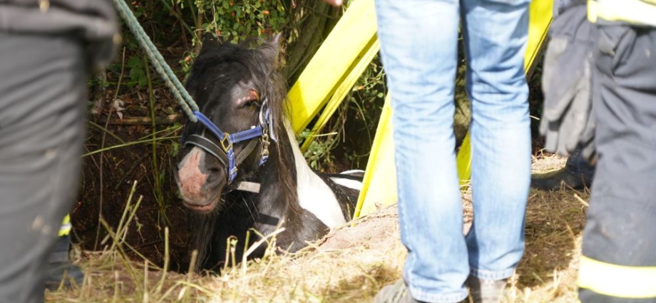 WOH: Pferd steckte im Schlamm fest