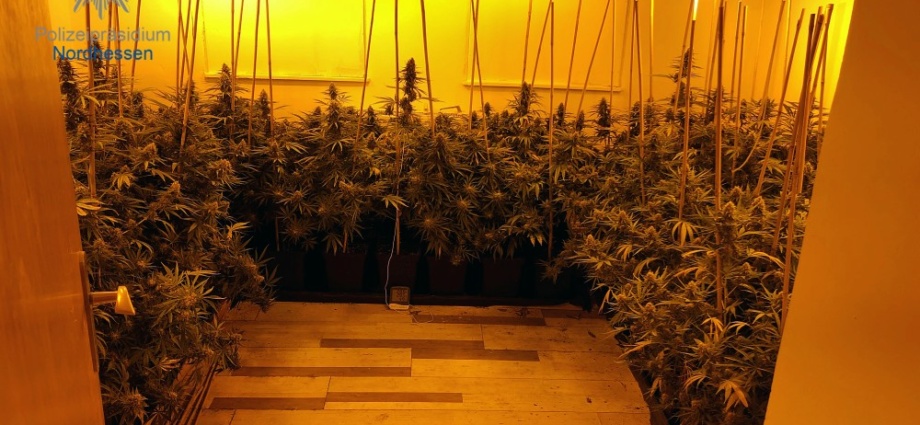 1.000 Pflanzen: Cannabis-Plantage in Waldeck ausgehoben