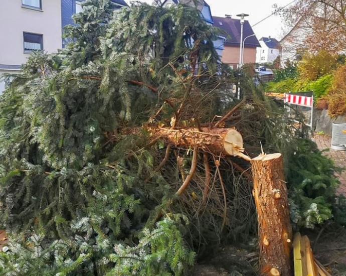 Weihnachtsbaum in Mittelhessen abgesägt