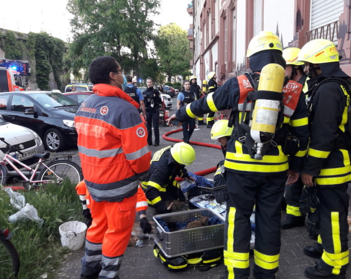 Wohnungsbrand in Frankfurt – Feuerwehr rettet neun Katzen
