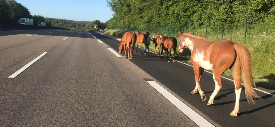 A7: Ausgebüxte Pferde auf der Autobahn unterwegs