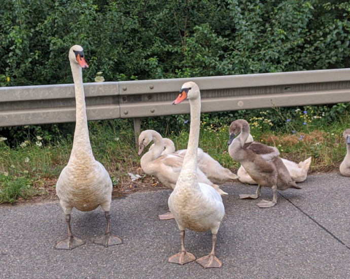 Schwanenfamilie legt Verkehr auf A 5 lahm