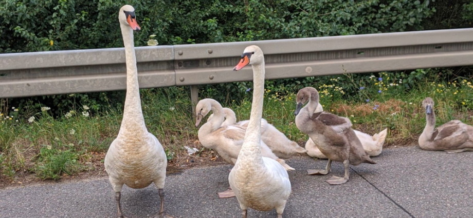 Schwanenfamilie legt Verkehr auf A 5 lahm