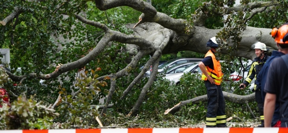 Großer Baum stürzt in Kölnischer Straße auf mehrere Autos