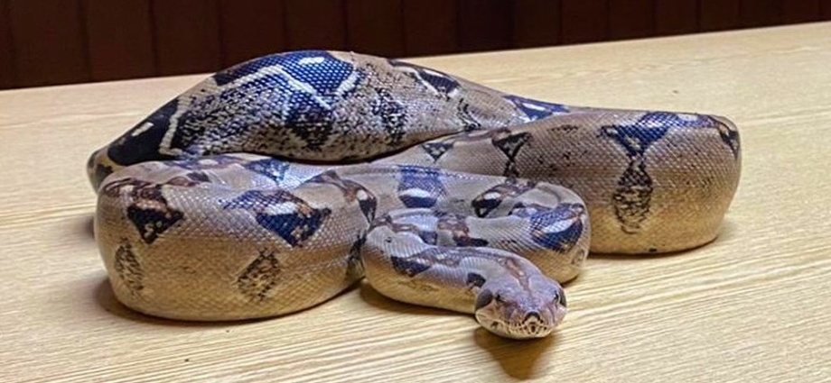 Vermisst jemand eine Boa Constrictor?