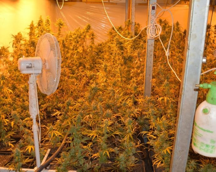 427 Cannabispflanzen – Polizei findet Indoorplantage auf Bauernhof