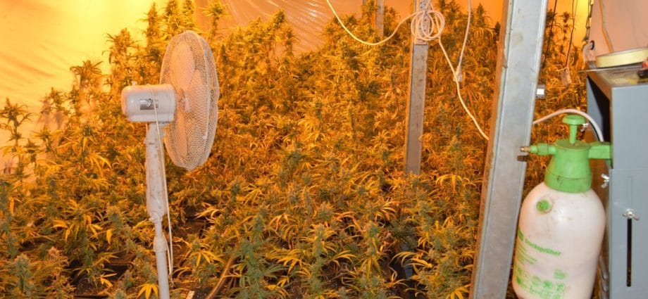 427 Cannabispflanzen – Polizei findet Indoorplantage auf Bauernhof